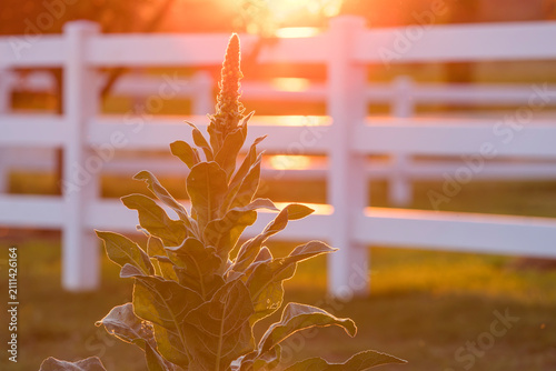 Konstfotografi A mullein plant in front of a white fence at sunset.