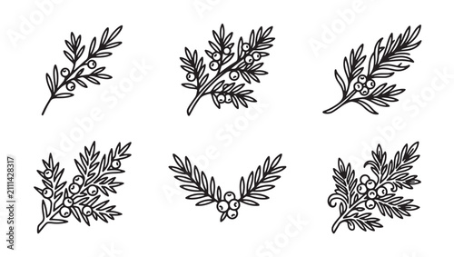 Juniper berry and coniferous branch vector illustration with coniferous evergreen botanical woodland seasonal monochrome collection isolated background environment decoration detailed