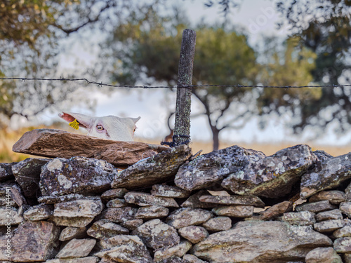 Quadro su tela Curious lamb peeking over a rustic stone wall in the countryside