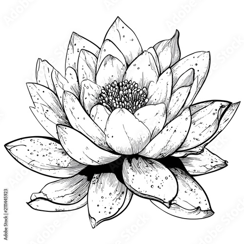 vector illustration of lotus flower