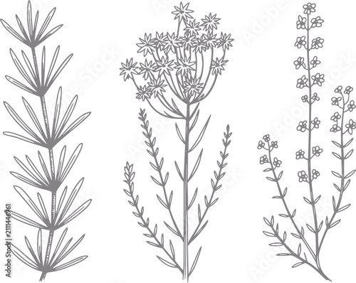 Obraz na płótnie Botánica dibujada a mano de tres plantas diferentes en gris