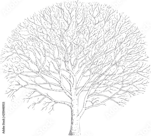 Fotografía Línea detallada de un árbol caducifolio desnudo en invierno, ramas intrincadas