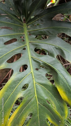 Foto Close-up of damaged Monstera deliciosa leaf with yellow edges showing signs of improper care, overwatering, or disease in a garden setting