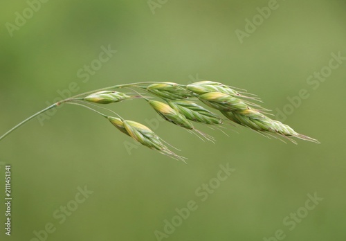 Nature background with Bromus wild plant