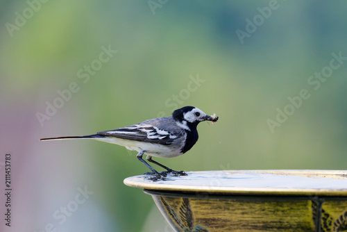 White wagtail driking water with insects in its beak