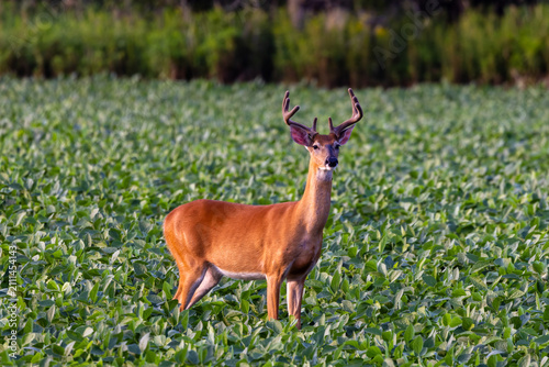 Whitetail buck with velvet antlers standing in soybean field