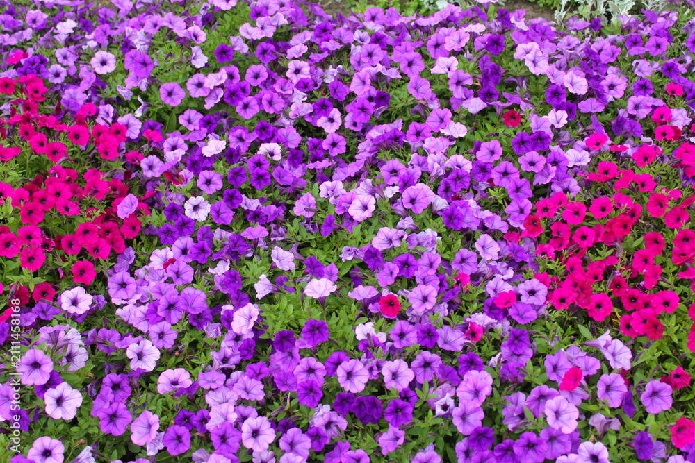 Fototapeta premium natural floral background, Colorful petunia flowers bloom on the city streets