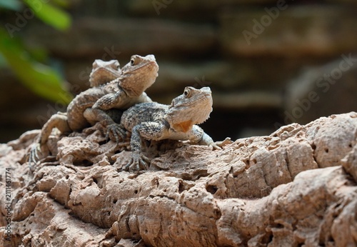 lizard on a tree