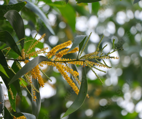 High-quality nature photography showcasing the delicate yellow flower clusters and curved leaves of the Earleaf Acacia plant.