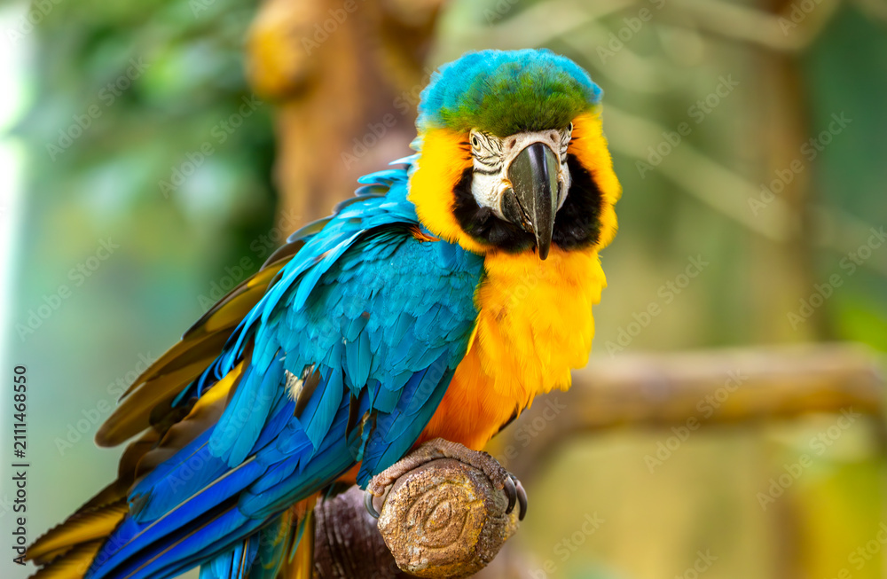 Naklejka premium Close-up of a blue and yellow macaw parrot. The background is blurred with tree foliage, highlighting the birds' vibrant colors.