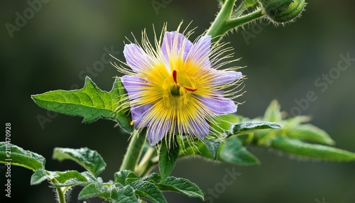 Wild White Solanum Flower With Bright Yellow Stamen And Sharp Thorns On A Green Prickly Stem Blooming In A Natural Outdoor Setting