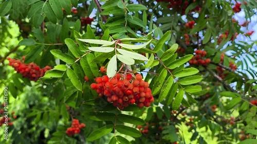 Red Rowan Berries Bunch Swaying on Tree Branch in Sunny Summer Garden