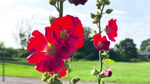 Vibrant Red Hollyhock Flowers Blooming in Field on Sunny Day