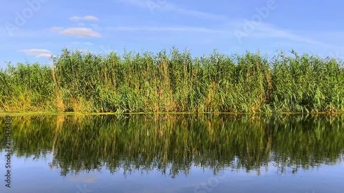 Green Reeds and Tall Grass Reflected in Calm River Water Under Blue Sky