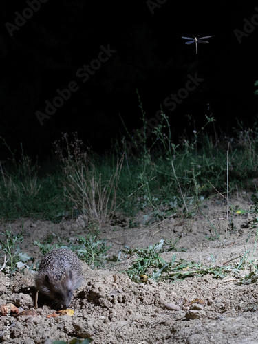 European Hedgehog (Erinaceus europaeus) Foraging Under Fig Tree (Ficus carica) at Night with Flying Insect, Abruzzo, Italy