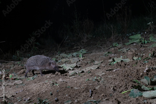 European Hedgehog (Erinaceus europaeus) Walking Near Fallen Fig Leaves (Ficus carica) at Night, Abruzzo, Italy