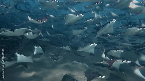 Underwater View of Large Fever of Mobula Rays Swimming in Deep Blue Sea