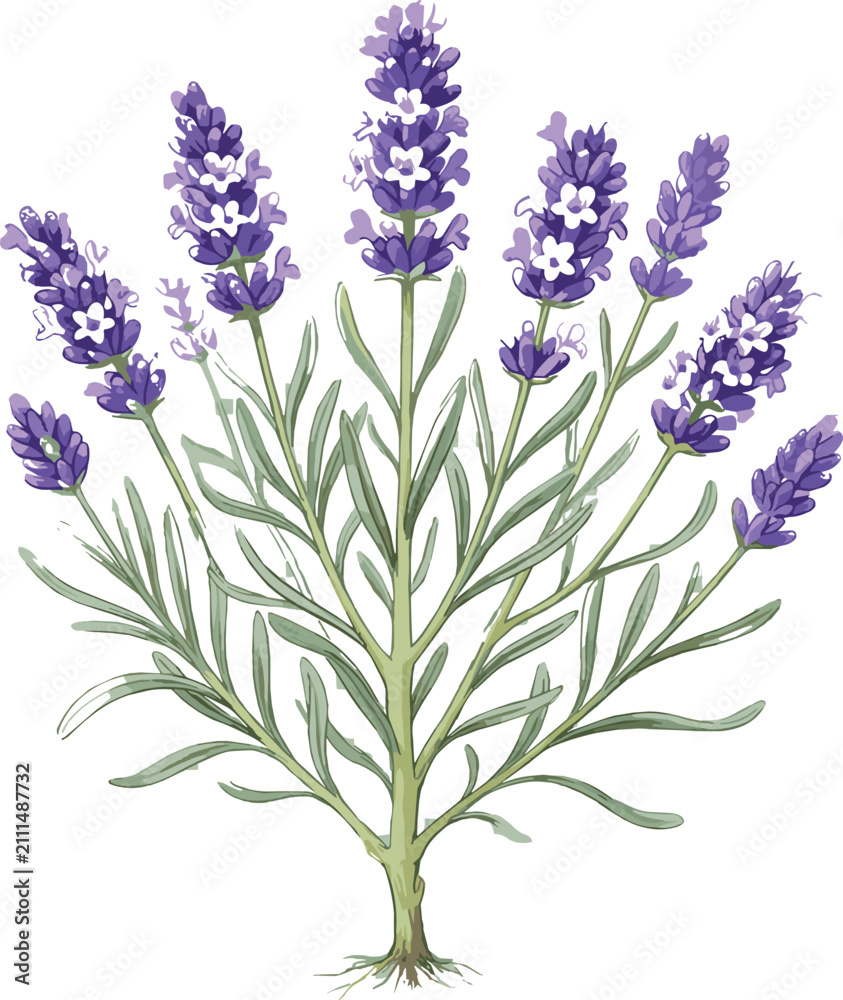 Obraz premium Detailed botanical illustration of a purple lavender bush with green leaves and stems isolated on white