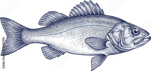 Fotografía Detailed blue engraving style vector illustration of a fish on a white backgroun