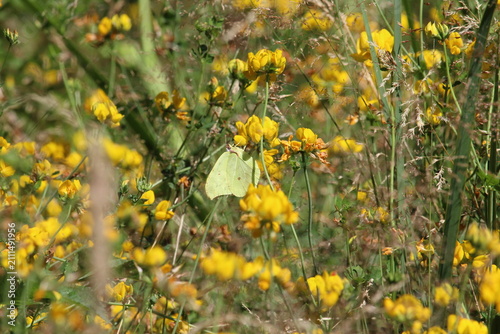 Cuadro en lienzo Brimstone butterfly resting on bright yellow bird's-foot trefoil wildflowers in