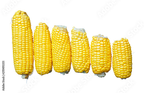 A high-angle studio shot of six peeled raw sweet corn cobs arranged horizontally in a line from largest to smallest. The vibrant golden kernels are perfectly isolated on a pure white background, makin