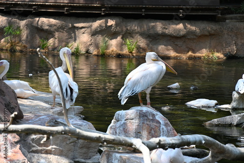 Foto great white pelican in zoo enclosure, great white pelican standing in a zoo enclosure