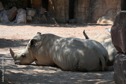 Картината върху платно white rhinoceros resting with cattle egrets in zoo, white rhinoceros resting on sandy ground with cattle egrets nearby in a modern zoo habitat