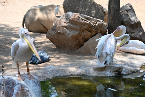 great white pelican in zoo enclosure, great white pelican standing in a zoo enclosure. large water bird with long beak and throat pouch, photographed in a wildlife conservation and educational environ