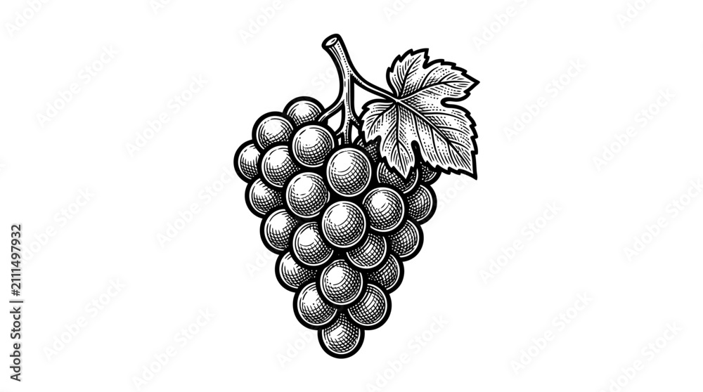 Obraz premium Bunch of grapes with leaf engraving style illustration.