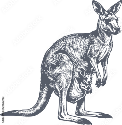 dark blue hand drawn style vector illustration of an australian kangaroo with its joey in the pouch. lines are simulated by solid fills. this image contains no white fills.