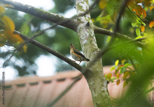 Little bird on trees