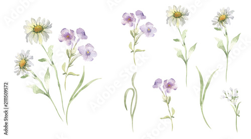 Set of watercolor field wildflowers and chamomile flowers isolated. Botanical hand painted elements pastel colors for greeting card. Soft floral clipart for wedding invitation, design and decoration.