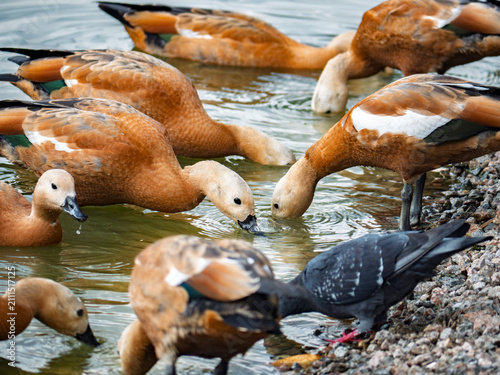 Obraz na płótnie Flock of ruddy shelducks and a pigeon foraging and drinking water at the pebbly