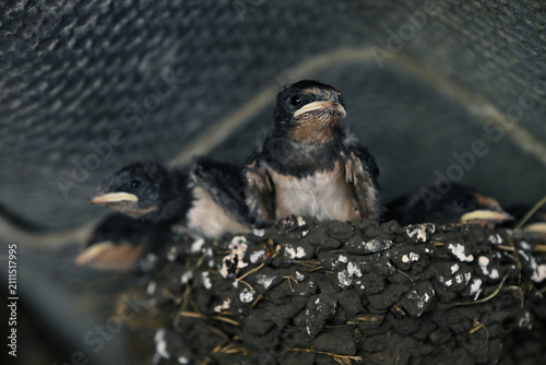Принти на полотні Barn swallow (Hirundo rustica) nestlings in mud nest inside a building