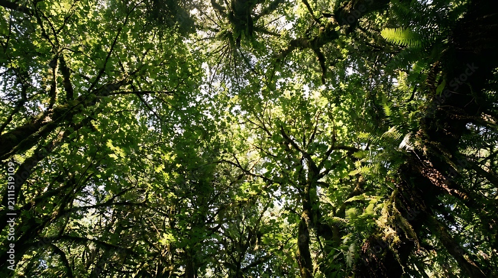 Fototapeta premium Low angle view looking up at a dense lush green forest canopy with sunlight filtering through mossy branches and ferns.