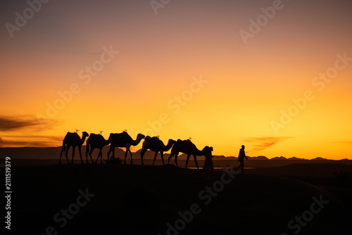 Fotografie Man leading camels at sunset in Sahara Desert, Erg Chebbi near Merzuga, Morocco