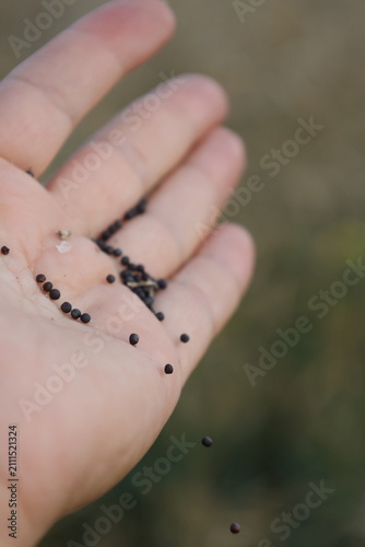 Принти на полотні Rapeseed seeds falling from an open hand while sowing at golden hour