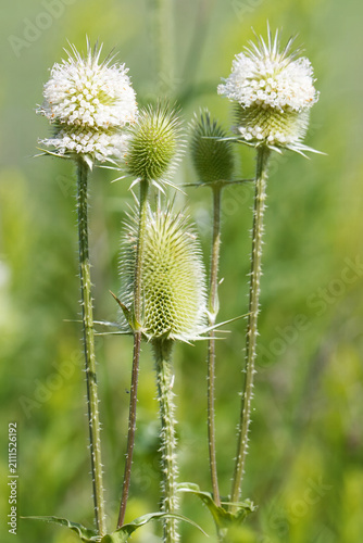 Canvas Print Close-up of wild teasel plants with fluffy white flowering heads and spiky green seed heads rising on tall stems in a sunlit green summer meadow