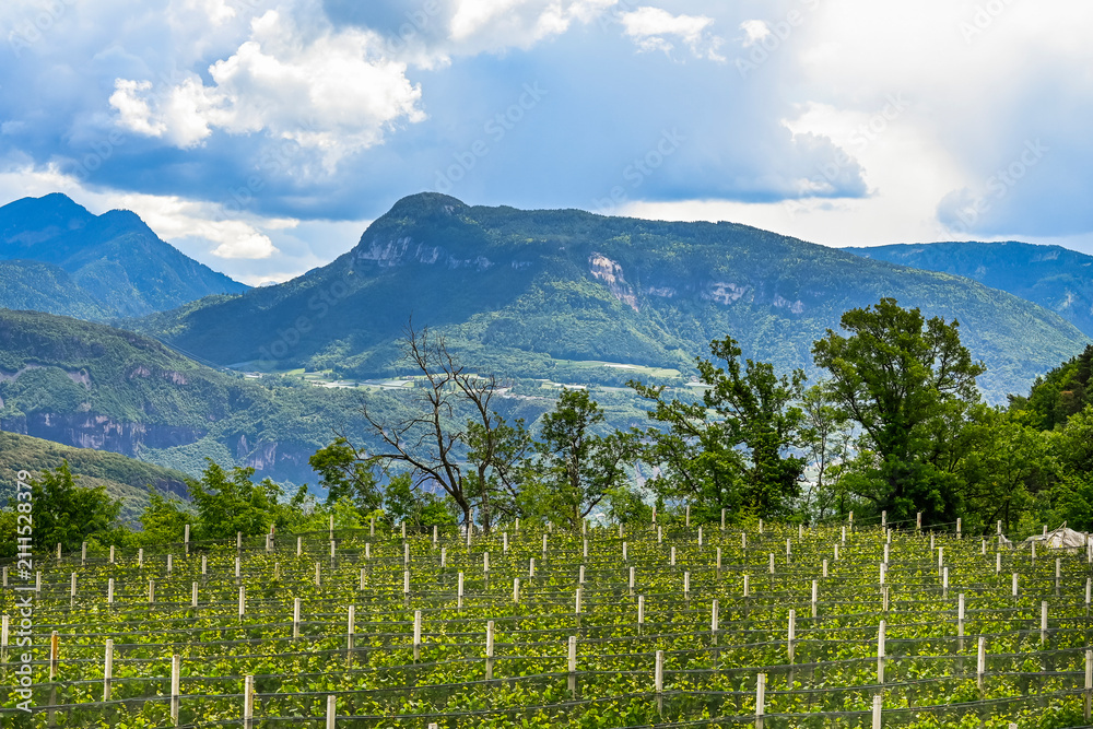 Fototapeta premium Altenburg, Kalterer See, See, Lago di Caldaro, Kaltern, Caldaro, Tramin, Weinstrasse, Weinberge, Obstbäume, Wanderweg, Klughammer, Südtirol, Etschtal, Etsch, Überetsch, Frühling, Sommer, Italien