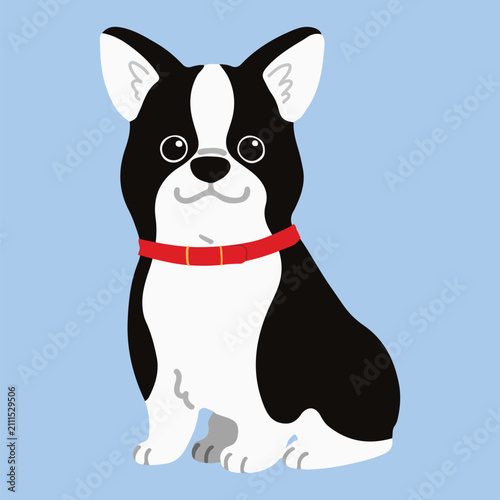 Simple and adorable Boston Terrier with a red collar illustration sitting in front view