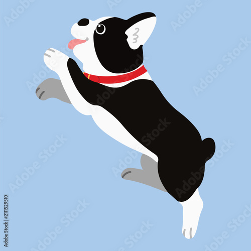 Simple and adorable Boston Terrier with a red collar illustration jump