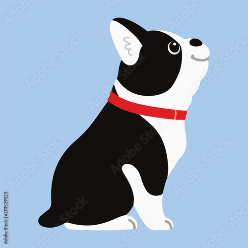 Simple and adorable Boston Terrier with a red collar illustration sitting in side view