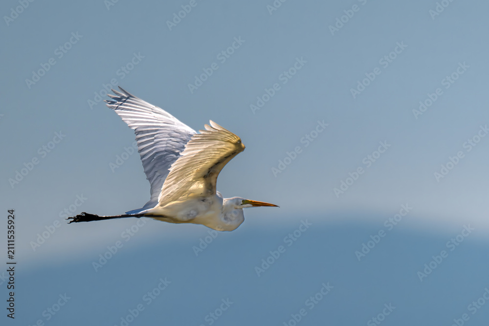 Fototapeta premium Great Egret (Ardea alba) in Klamath Basin National Wildlife Refuge, OR
