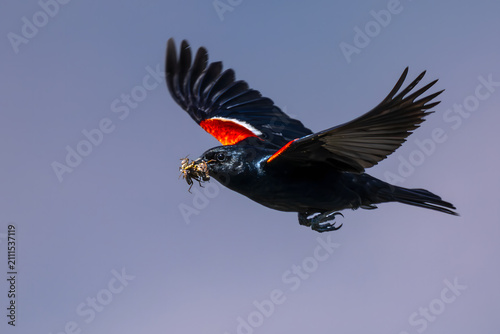 Red-winged Blackbird (Agelaius phoeniceus) in Klamath Basin National Wildlife Refuge, OR