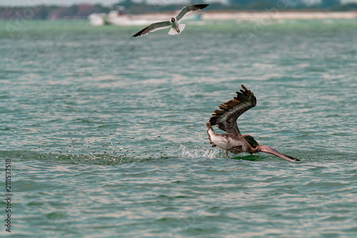 фотографія brown pelican diving into the ocean for some surfacing bait fish