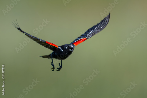 Red-winged Blackbird (Agelaius phoeniceus) in Klamath Basin National Wildlife Refuge, OR