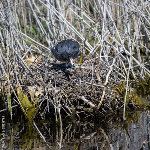 Canvastavla American Coot (Fulica americana) on its Nest in Klamath Basin National Wildlife