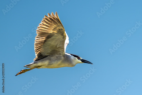 Black-crowned Night Heron (Nycticorax nycticorax) in Klamath Basin National Wildlife Refuge, OR