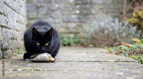 A black domestic cat displays its natural hunting instinct while crouching over a dead bird prey on a stone garden path, illustrating the predator behavior of felines in a house backyard.