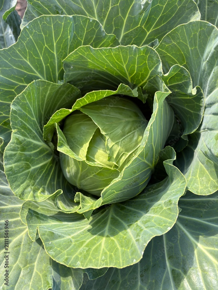 Fototapeta premium Fresh green cabbage growing in a vegetable garden